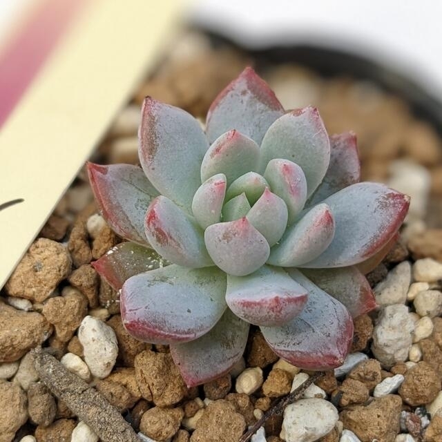 多肉植物 おらいさん苗 霜飾り-www.coumes-spring.co.uk