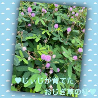 ♥じぃじが育てたおじぎ草の種♥(その他)