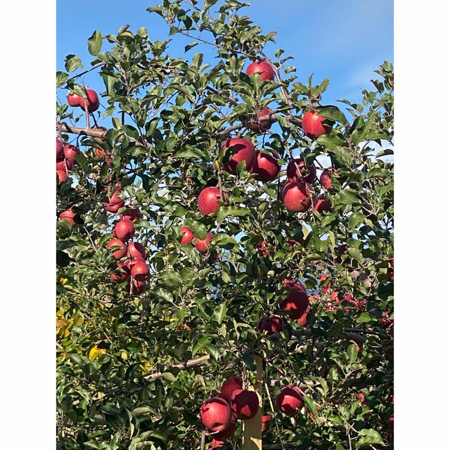 家庭用葉取らずサンフジ5キロ　青森りんご　フルーツ