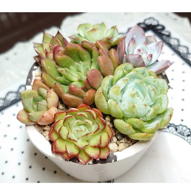 多肉植物韓国エケベリア寄植え | energysource.com.br