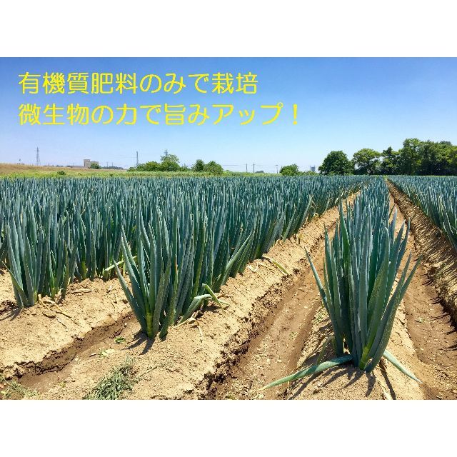 15%オフ!! 掘りたて瑞々しい深谷ねぎ 4kg 特別栽培 農家直送 食品/飲料/酒の食品(野菜)の商品写真