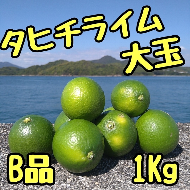 タヒチライム 大玉 Ｂ品 柑橘 広島県 瀬戸田 瀬戸内 食品/飲料/酒の食品(フルーツ)の商品写真