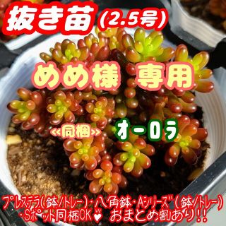 【抜き苗】レッドベリー・オーロラ 多肉植物 セダム 紅葉 プレステラ プラ鉢0(その他)