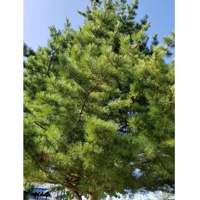 種丸ごと差し上げます☆希少☆朝鮮五葉松の特大松ぼっくりの通販 種丸ごと差し上げます☆希少☆朝鮮五葉松の特大松ぼっくりの通販