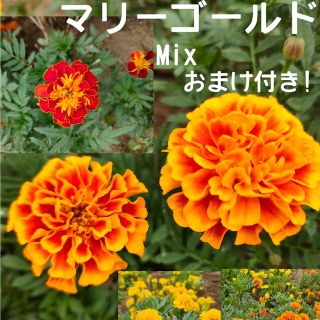 マリーゴールドMix☆花の種☆ストロベリーキャンドル　矢車草の種おまけ付き!(プランター)