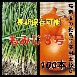 【玉ねぎ苗】長期保存❗️もみじ１００本入❗️(野菜)