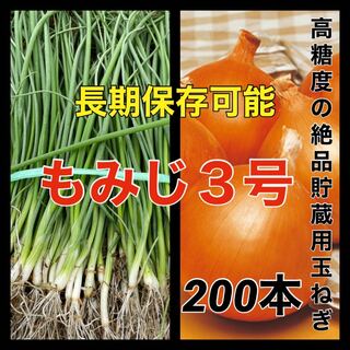 【玉ねぎ苗】長期保存❗️もみじ２００本入❗️(野菜)