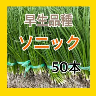 【玉ねぎ苗】早生玉葱５０本入(野菜)