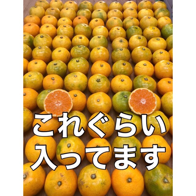  r023 紀南みかん 100個ぐらい 箱込み5kg 小粒ミニサイズ 食品/飲料/酒の食品(フルーツ)の商品写真