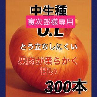 【玉ねぎ苗】とう立ちがしにくいO.L❗️300本入(野菜)