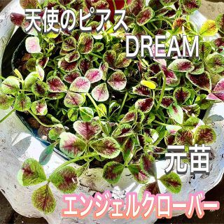 天使のピアス　エンジェルクローバー　DREAM  寄植えにぴったりな　ハンキング(その他)