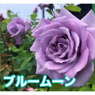 1本【ブルー ムーン】(花瓶)