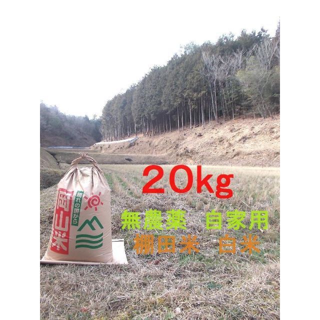 食品■コシヒカリ 新米 白米 ２０キロ 岡山県  無農薬 棚田  おまけ付