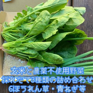 ゆら様専用夏野菜の詰め合わせ80サイズ ZQDJElNiD5 - kuyopipeline.com