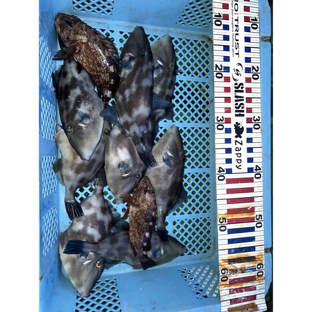 これから旬！瀬戸内天然ウマズラハギ2kg入り！ 食品/飲料/酒の食品(魚介)の商品写真