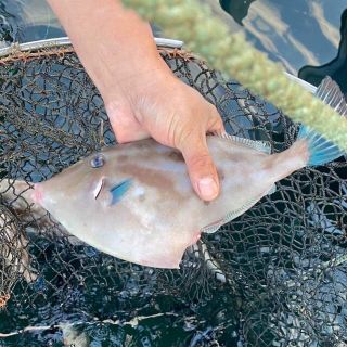 これから旬！瀬戸内天然ウマズラハギ2kg入り！(魚介)