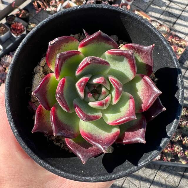 超オススメ】エケベリア ブラックナイト 多肉植物 韓国苗 カット 超オススメ】エケベリア ブラックナイト 多肉植物 韓国苗 カット