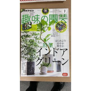 NHK趣味の園芸2022年7月号 涼やかインドアグリーン/厳選ベリー/エキナセア(趣味/スポーツ)