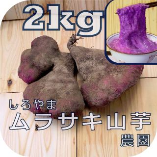 紫山芋(土付き)2kg(野菜)