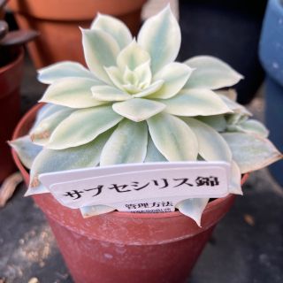 多肉植物　サブセシリス錦　エケベリア　斑入(その他)