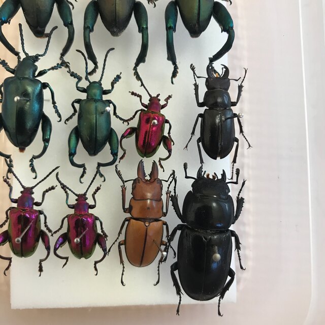 昆虫標本 モモブトハムシ、クワガタ等の通販 by 柊二's shop｜ラクマ
