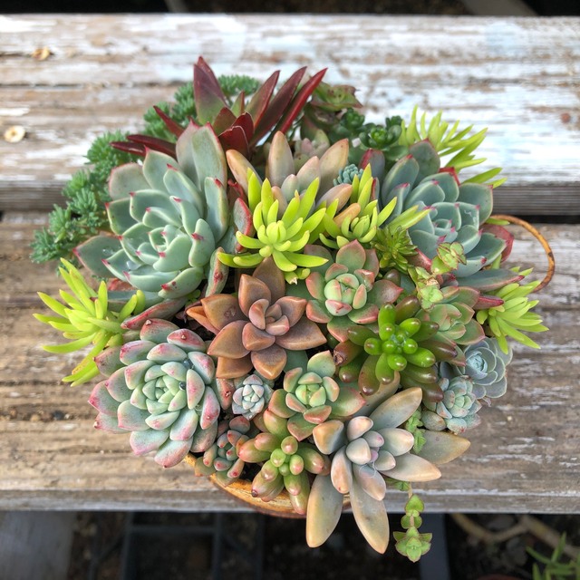 多肉植物 寄植えこのまま発送します SLIxBpPrRZ - iuu.org.tr