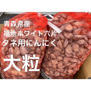 消毒にんにく種20Kg 早い者勝ち | blog.lawneq.com