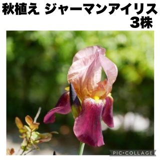 ジャーマンアイリス　アヤメ　秋植え　球根　3株(その他)