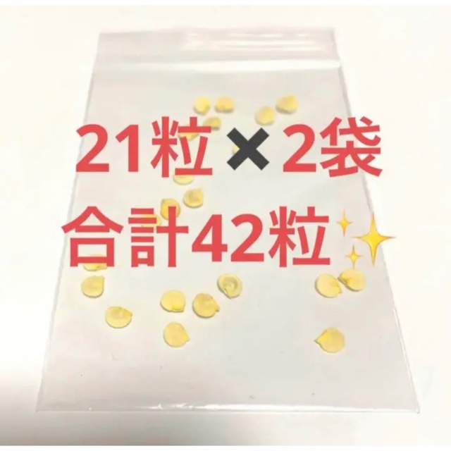 パプリカの種✨大粒（レッド&イエロー混合）21粒×2袋　合計42粒 その他のその他(その他)の商品写真