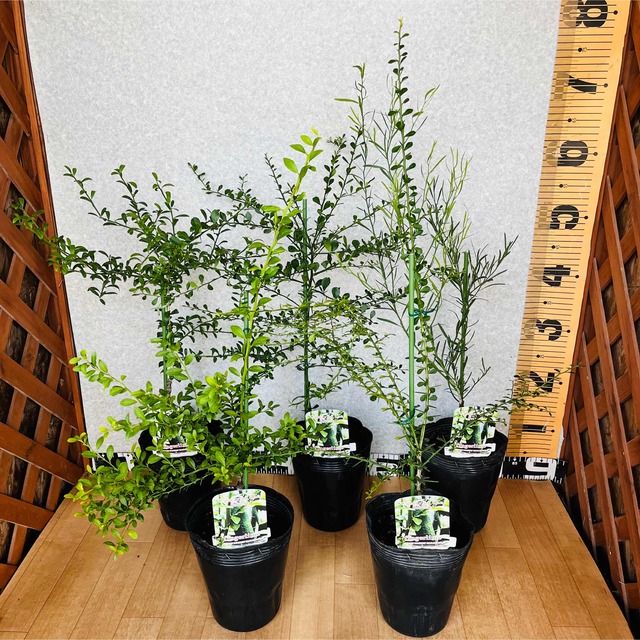 フィンガーライム接木苗／2鉢セット　1年生　植物✴︎柑橘苗