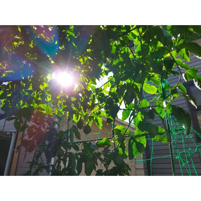 発根パッションフルーツ苗2本　グリーンカーテンに ハンドメイドのフラワー/ガーデン(その他)の商品写真