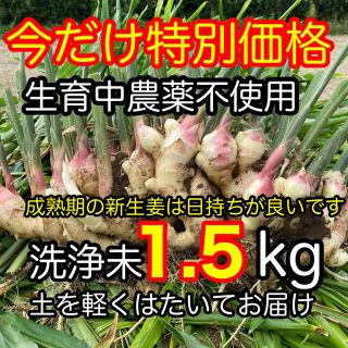 ★土付き新生姜　1.5kg 生育中農薬不使用　鹿児島産　お得(野菜)