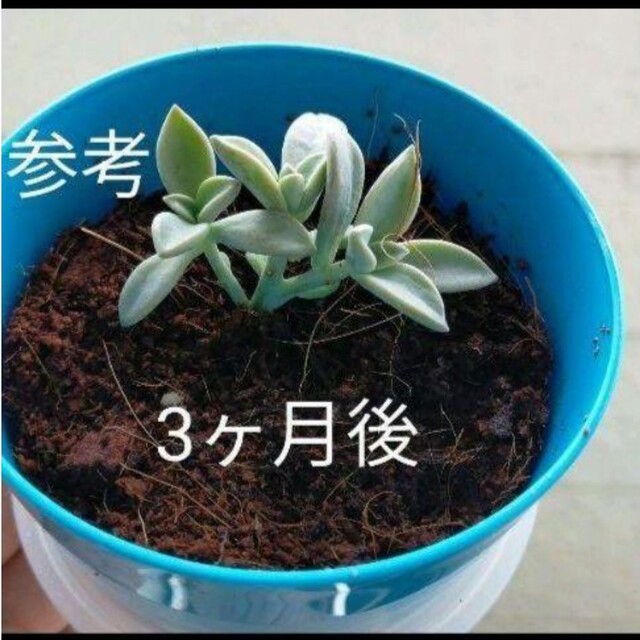 食べられる多肉植物　石蓮花 ハンドメイドのフラワー/ガーデン(その他)の商品写真