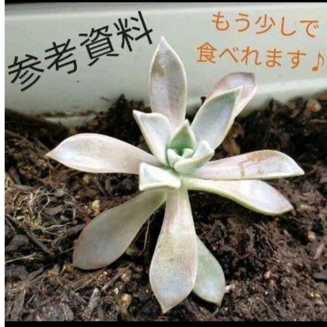 食べられる多肉植物　石蓮花 ハンドメイドのフラワー/ガーデン(その他)の商品写真