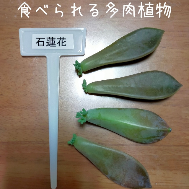 食べられる多肉植物　石蓮花 ハンドメイドのフラワー/ガーデン(その他)の商品写真