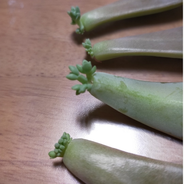 食べられる多肉植物　石蓮花 ハンドメイドのフラワー/ガーデン(その他)の商品写真