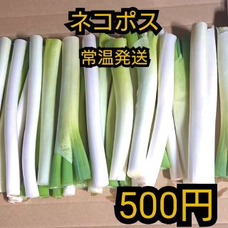 ワンコイン✳️西田 白ネギＢ品(太さ混合、曲がりネギ)500g(野菜)