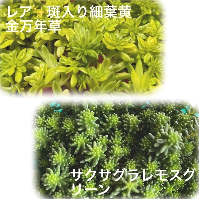 多肉植物　レア✨斑入り細葉黄金万年草＆サクサグラレモスグリーン　カット苗　初心者 ハンドメイドのフラワー/ガーデン(その他)の商品写真