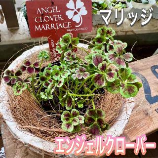天使のドレス　エンジェルクローバー　マリッジ　株分け　MARRIAGE(その他)
