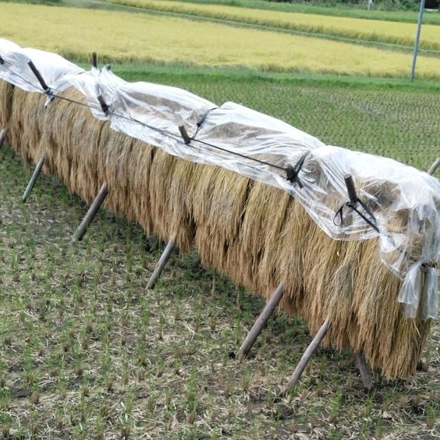 令和3年産栃木県特【A級】一等米コシヒカリ玄米30キロ無農薬にて作り上げたお米