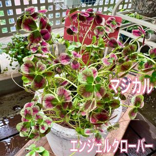 天使の羽　エンジェルクローバー　苗　MAGICAL 寄せ植え(その他)