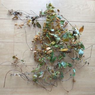 金色の実の付いたツル植物(ドライフラワー)