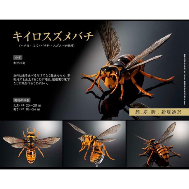 いきもの大図鑑アドバンス  スズメバチ『キイロスズメバチ』