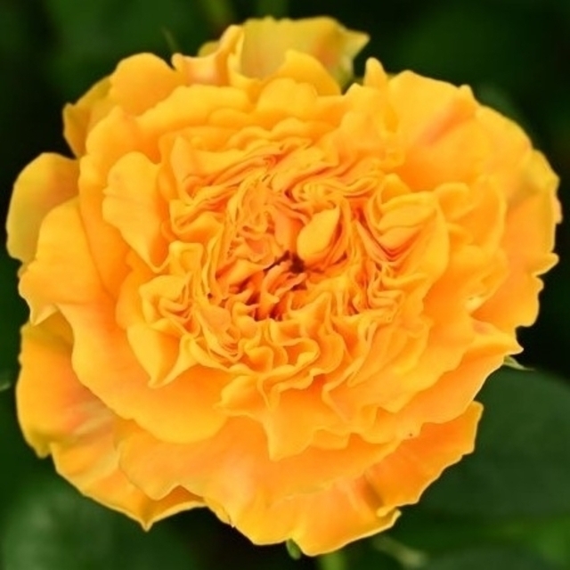 🌼切り花品種バラ苗🌼フリンジ♪ロゼット咲き大輪🌼マンゴーリー○🌼 ハンドメイドのフラワー/ガーデン(その他)の商品写真