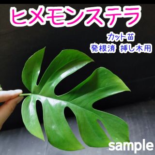 【B】ヒメモンステラ カット苗 挿し木用 発根済 １本 姫モンステラ(その他)