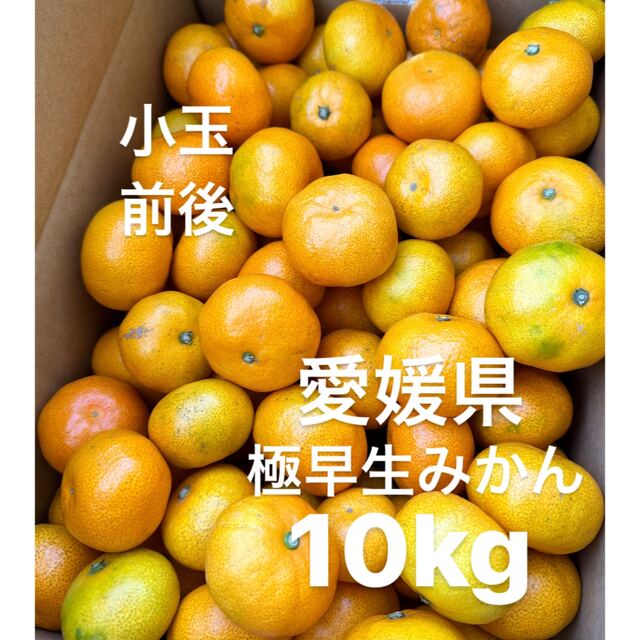 割引購入 酸っぱうま〜い 一番なり 愛媛県産 極早生訳ありみかん１０ｋｇ 送料無料 2セット御購入でお得な500円OFFクーポン フルーツ 果物  くだもの 柑橘類