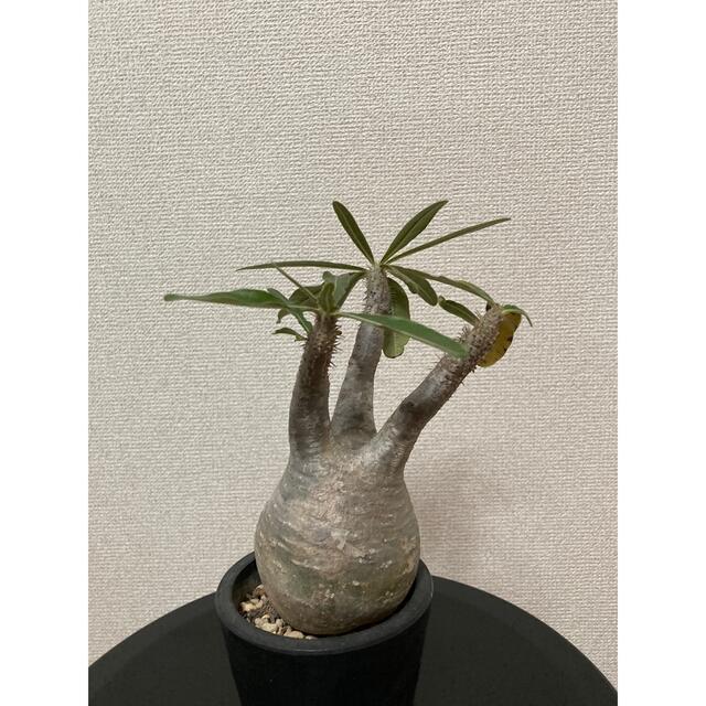 グラキリス ベアルート株「発根済み」 グラキリス ベアルート株「発根済み」