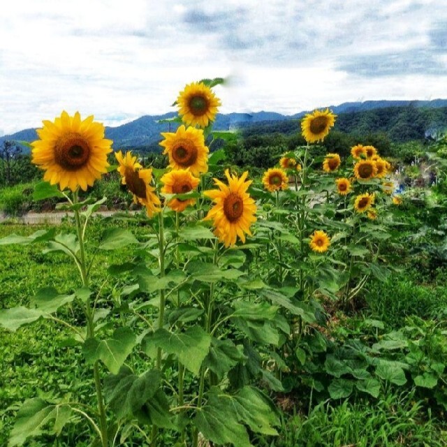 大きくそだつヒマワリの種　高発芽率　そだてやすい　花畑✿プランター　花壇　花束◎ 食品/飲料/酒の食品(野菜)の商品写真