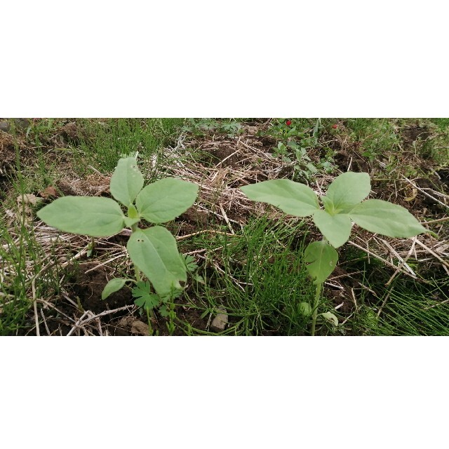 大きくそだつヒマワリの種　高発芽率　そだてやすい　花畑✿プランター　花壇　花束◎ 食品/飲料/酒の食品(野菜)の商品写真