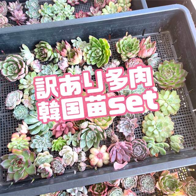 訳あり　多肉セット　韓国　多肉植物　エケベリア  寄せ植えフラワー/ガーデン